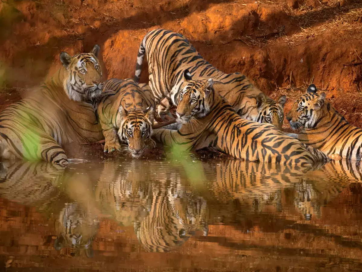Read more about the article Bandhavgarh Tiger Reserve